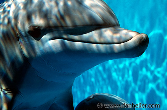 dolphin-2.jpg