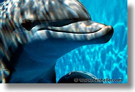 california, dolphins, horizontal, marine world, west coast, western usa, photograph