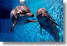 california, dolphins, horizontal, marine world, west coast, western usa, photograph