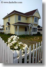 buildings, california, colors, fences, flowers, houses, mendocino, nature, roses, structures, vertical, victorians, west coast, western usa, yellow, photograph