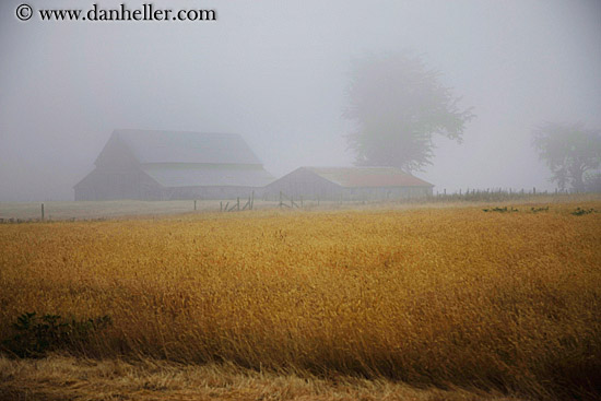 barn-n-field-in-fog-1.jpg