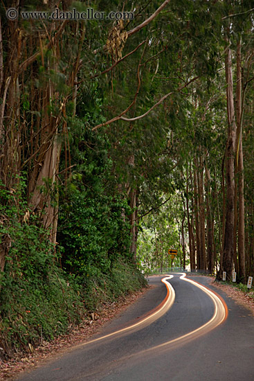 car-headlight-streaks-in-eucalyptus-1.jpg