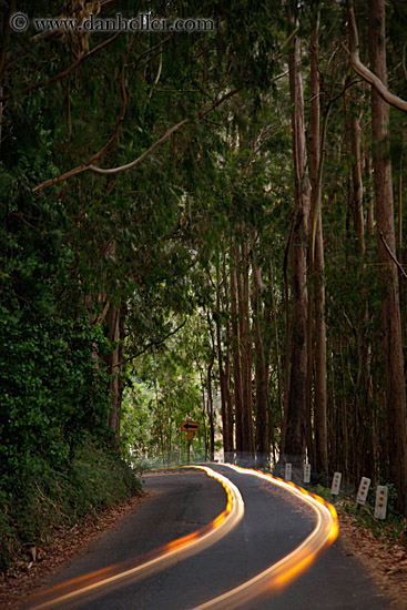 car-headlight-streaks-in-eucalyptus-2.jpg