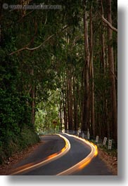 images/California/Mendocino/CarHeadlights/car-headlight-streaks-in-eucalyptus-2.jpg