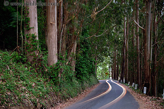 car-headlight-streaks-in-eucalyptus-4.jpg