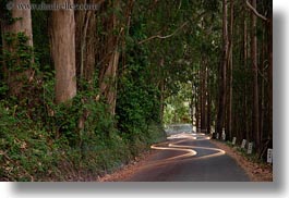 images/California/Mendocino/CarHeadlights/car-headlight-streaks-in-eucalyptus-6.jpg