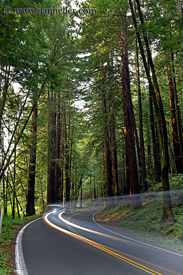 car-headlights-in-redwoods-01.jpg
