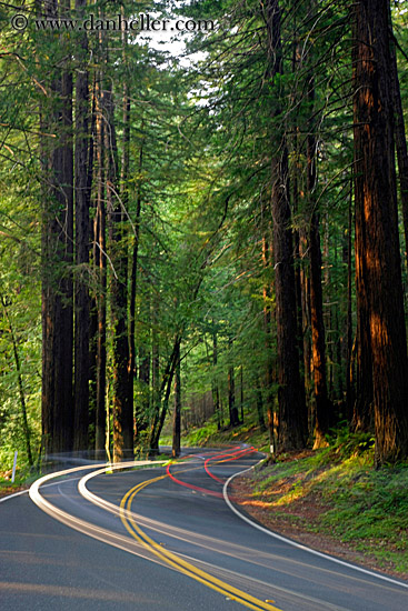 car-headlights-in-redwoods-02.jpg