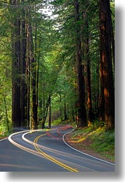 images/California/Mendocino/CarHeadlights/car-headlights-in-redwoods-02.jpg