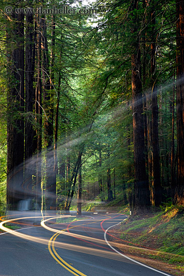 car-headlights-in-redwoods-03.jpg