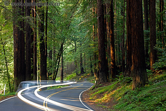 car-headlights-in-redwoods-04.jpg