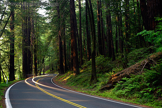 car-headlights-in-redwoods-05.jpg