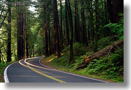 images/California/Mendocino/CarHeadlights/car-headlights-in-redwoods-05.jpg