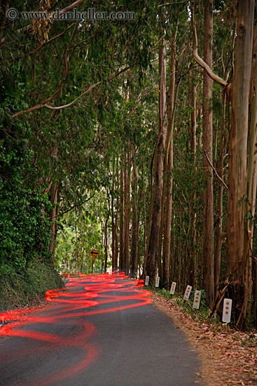 car-tail-light-streaks-in-eucalyptus-1.jpg