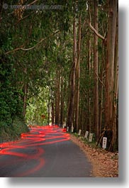 images/California/Mendocino/CarHeadlights/car-tail-light-streaks-in-eucalyptus-1.jpg