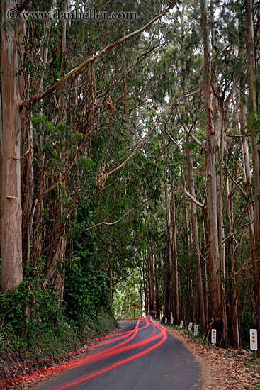 car-tail-light-streaks-in-eucalyptus-3.jpg