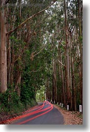 images/California/Mendocino/CarHeadlights/car-tail-light-streaks-in-eucalyptus-3.jpg