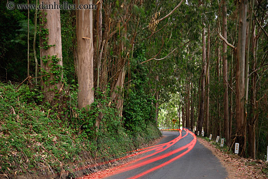 car-tail-light-streaks-in-eucalyptus-4.jpg