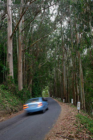 car-tail-lights-in-eucalyptus-01.jpg