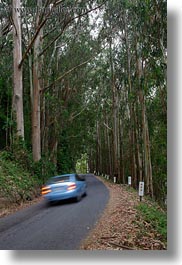 images/California/Mendocino/CarHeadlights/car-tail-lights-in-eucalyptus-01.jpg