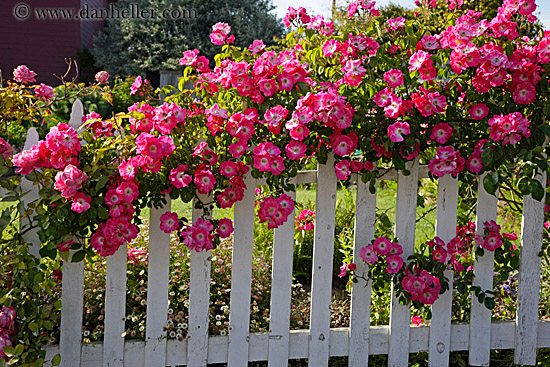 flowers-on-white-fence-1.jpg