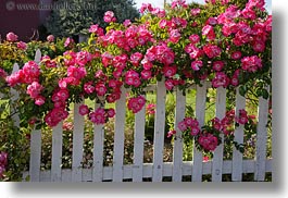 images/California/Mendocino/Flowers/flowers-on-white-fence-1.jpg