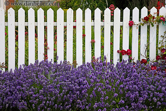 flowers-on-white-fence-4.jpg