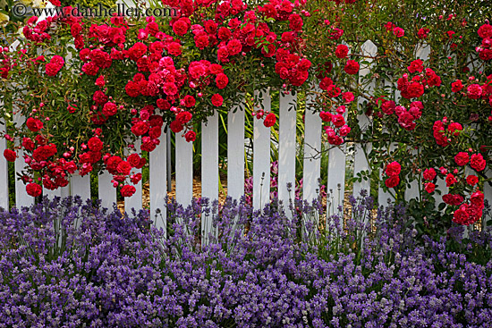 flowers-on-white-fence-6.jpg