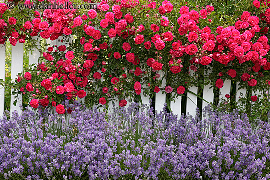 flowers-on-white-fence-7.jpg