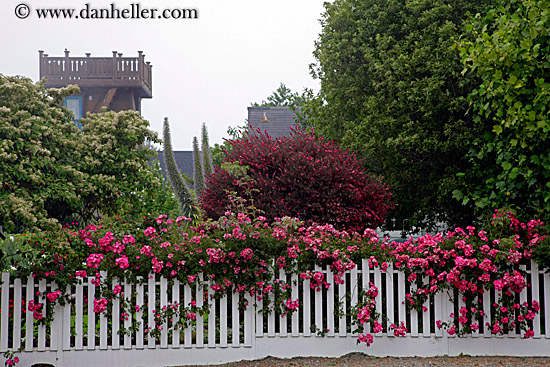 flowers-on-white-fence-9.jpg