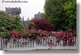 images/California/Mendocino/Flowers/flowers-on-white-fence-9.jpg