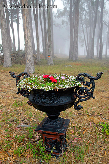 iron-flower-pot-n-eucalyptus-in-fog-2.jpg