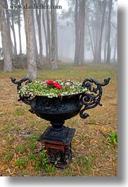 images/California/Mendocino/Flowers/iron-flower-pot-n-eucalyptus-in-fog-2.jpg