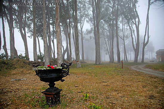 iron-flower-pot-n-eucalyptus-in-fog-3.jpg