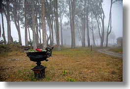 images/California/Mendocino/Flowers/iron-flower-pot-n-eucalyptus-in-fog-3.jpg