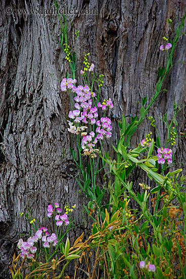 pink-flowers-on-tree.jpg