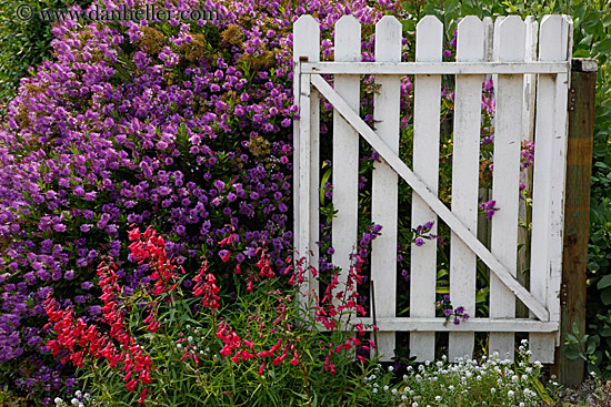 purple-flowers-n-white-gate-1.jpg