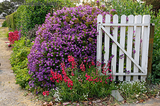 purple-flowers-n-white-gate-2.jpg