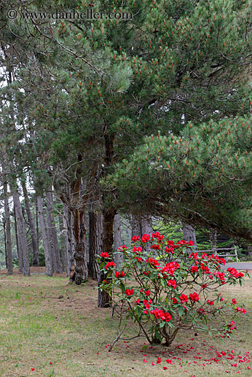 red-flowers-among-trees-2.jpg