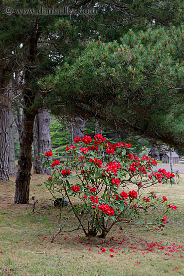 red-flowers-among-trees-3.jpg