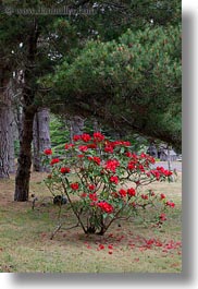images/California/Mendocino/Flowers/red-flowers-among-trees-3.jpg