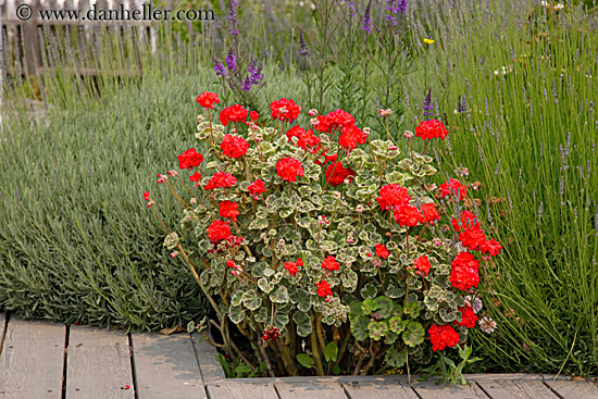 red-geraniums.jpg
