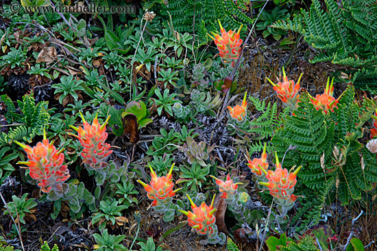 spiked-orange-flowers-2.jpg