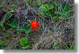 california, flowers, horizontal, long exposure, mendocino, nature, red, spiked, west coast, western usa, photograph