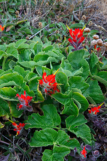 spiked-red-flowers-2.jpg