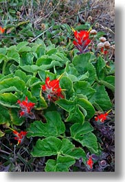 images/California/Mendocino/Flowers/spiked-red-flowers-2.jpg