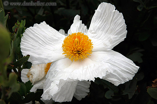 white-n-yellow-flower-1.jpg
