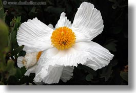 images/California/Mendocino/Flowers/white-n-yellow-flower-1.jpg