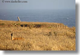 images/California/Mendocino/Misc/deer-in-field.jpg