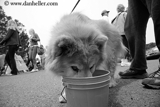 dog-drinking-from-bucket-bw.jpg